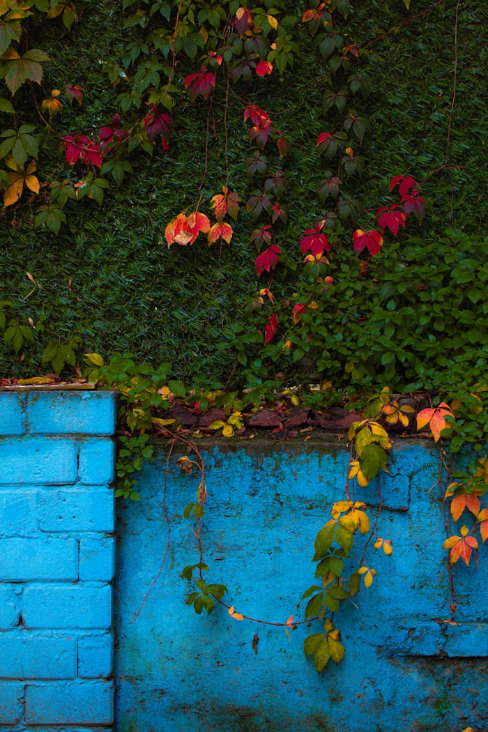 Vibrant autumn vines on a blue brick and green foliage background.